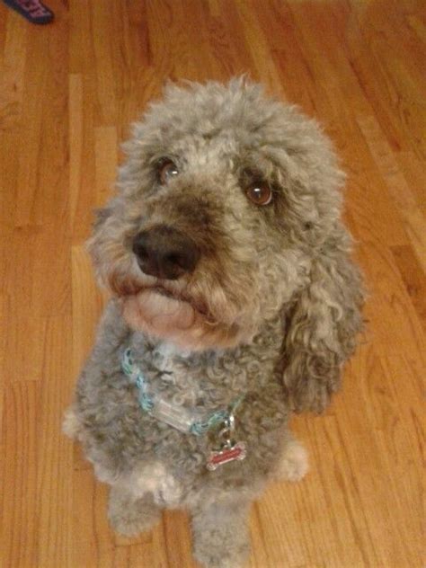 My Australian Labradoodle Named Daisy Maye Has Big Brown Eyes