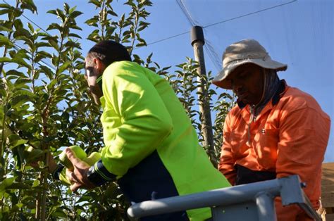 Pears Dont Ripen On The Tree Laidback Gardener