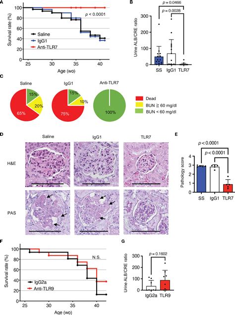 Frontiers Anti Tlr Antibody Protects Against Lupus Nephritis In