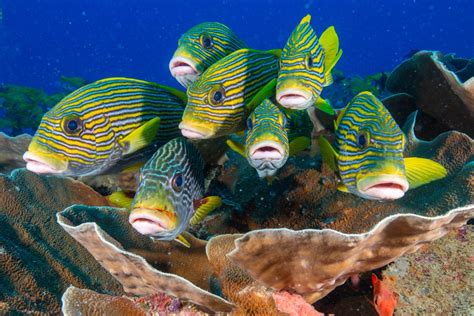 Protecting the Remarkable Coral Reefs of Raja Ampat, Indonesia ...