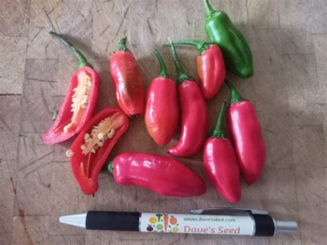 Chilli Kaleidoscope Daves Seed