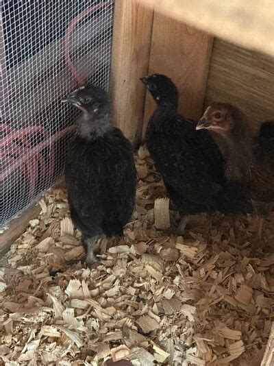 4 Week Old Black Sex Links BackYard Chickens Learn How To Raise Chickens