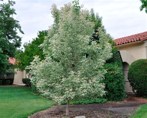 Ясенелистный американский клен: описание, посадка и уход, виды