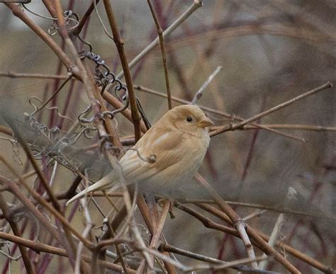 Leucistic House Sparrow | House sparrow, Sparrow, Animals