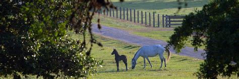 Texas Guest Ranch And Private Cabins Discover Blisswood