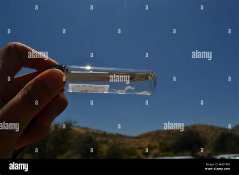 The San Diego Fairy Shrimp Is Listed As Endangered Stock Photo Alamy