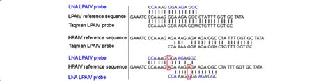 Alignment of probes within the hemagglutinin gene segment site encoding ...