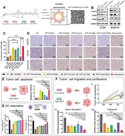 The Nanovaccine Induces Combined Antitumor Effects And TME Reprograming