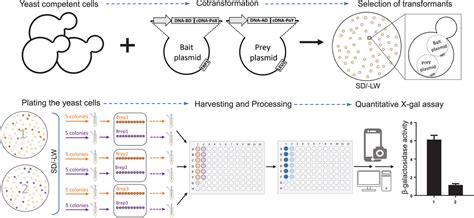 A Simple Quantitative Assay for Measuring βGalactosidase Activity