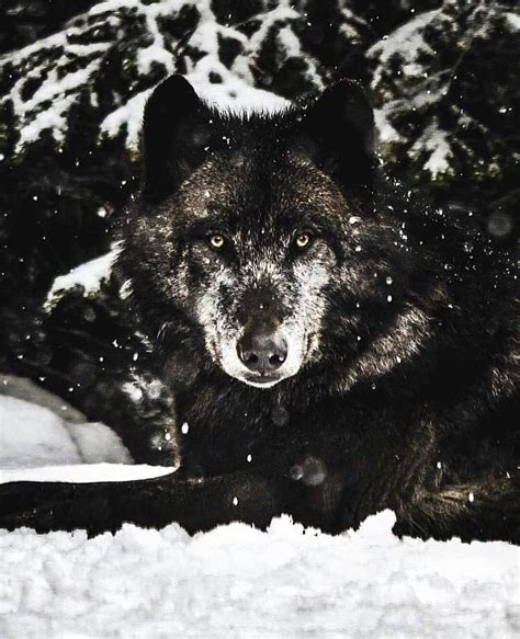 Черный волк - фото и картинки: 70 штук