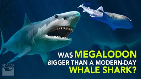 Was Megalodon Bigger than a Modern-day Whale Shark? – sharksinfo.com
