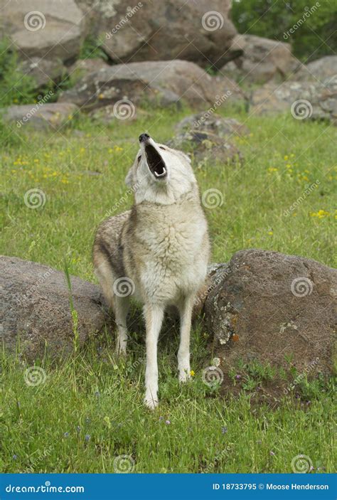 Coyote Howling With Head Back Stock Photography | CartoonDealer.com ...