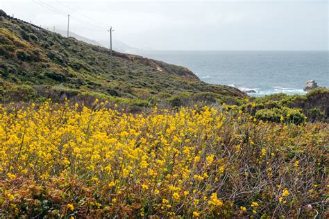 Where To Find Wild Calla Lilies In Big Sur California Roads And