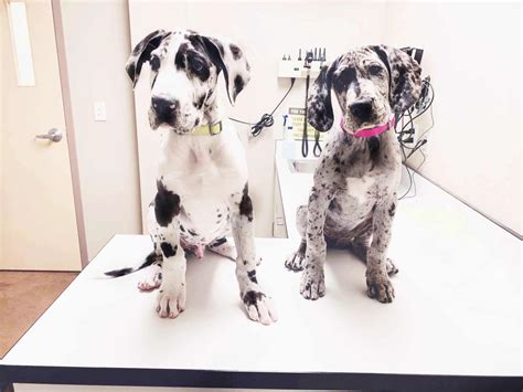 Can A Human Take Dog Antibiotics