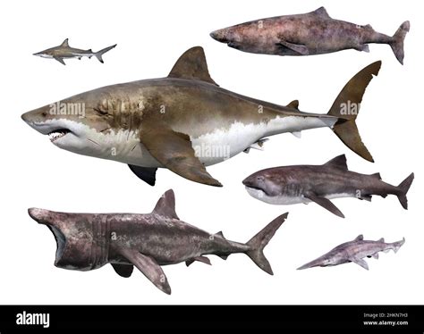 The megamouth shark hi-res stock photography and images - Alamy