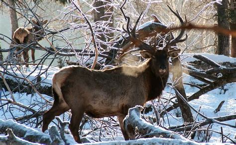 Марал что это за животное