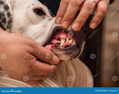 Epulis Fibrous Type In A Dog Stock Image Image Of Health Fibrous