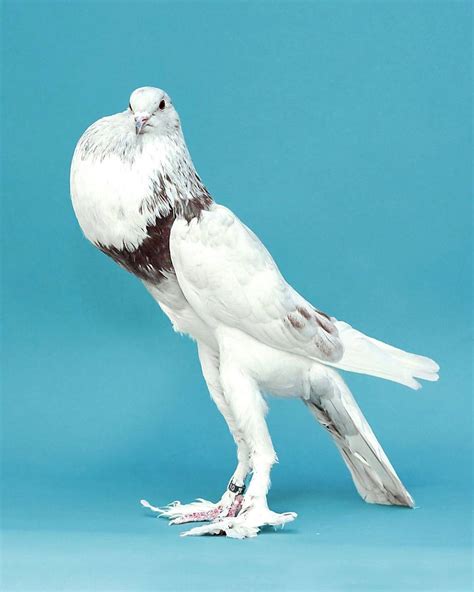English Pouter Pigeon Breed Profile Pictures And Facts