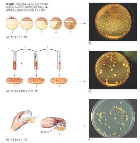 미생물 배양 한국의과학연구원 미생물분석센터 네이버 블로그