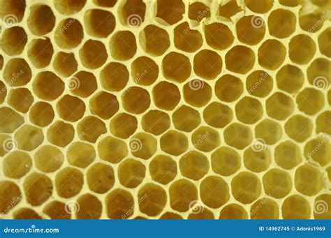 beeswax honeycomb stock image image  beeswax closeup