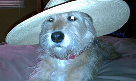 Winston With His Key West Look Cowboy Hats Dog Love Winston