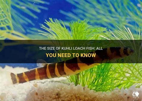 The Size Of Kuhli Loach Fish: All You Need To Know | PetShun