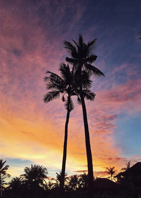 "Silhouette Of Palm Trees At Sunset Sky" by Stocksy Contributor ...