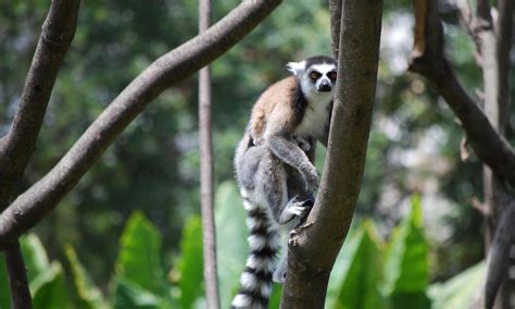 How WWF is protecting lemurs in Madagascar | WWF