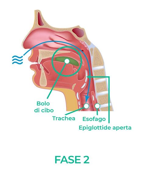 Sdeglutizione Fase2