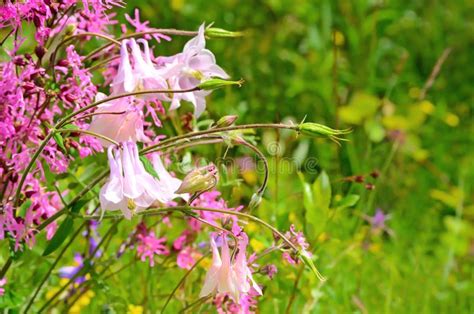 Colorful Meadow Flowers Stock Photo Image Of Idyllic 36664876