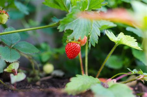 Planta De Fresa Características Propiedades Y Variedades Del Cultivo