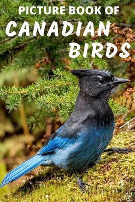 Picture Book Of Canadian Birds Mountian Top Books 9798674942344