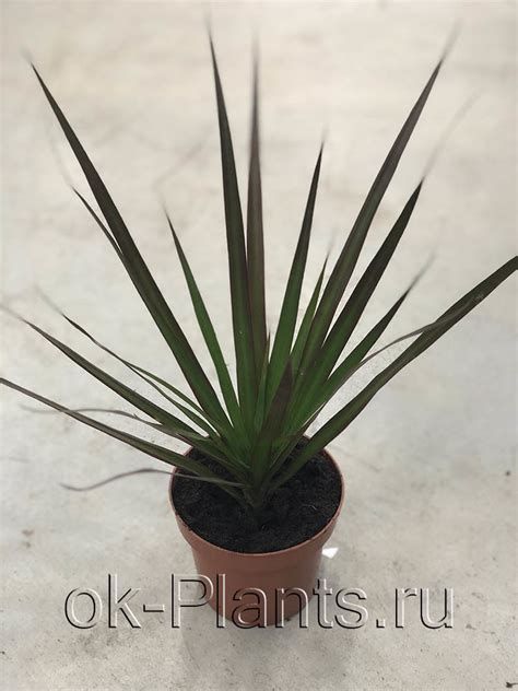 Драцена Маргината Маджента - купить, цена, отзывы в интернет-магазине ...