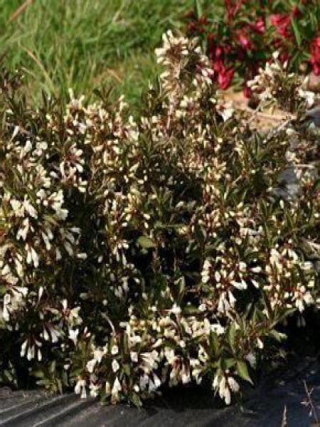 Weigela 'Black and White'® - Weigela - Le Jardin du Pic Vert