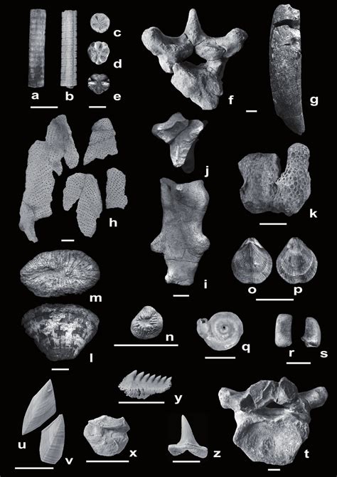 Body Fossils From The Middle Eocene Bartonian Of The Pamplona Marl