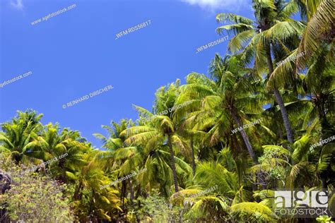 Coconut Palms At Bikini Bikini Atoll Micronesia Pacific Ocean
