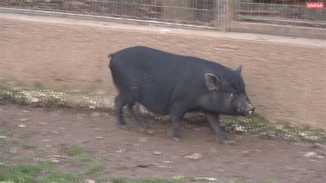 Avvistato Un Secondo Maialino Thailandese In Fuga A Tavagnacco