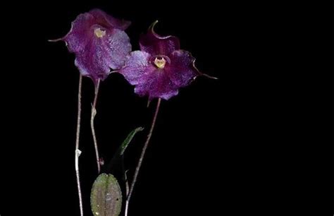 Descubren una nueva especie de orquídea en la selva amazónica de Perú