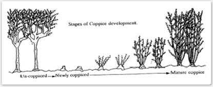 coppice forestry eco systems design