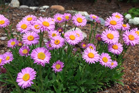 Aster im Topf ideale Pflanze für Ihren Balkon