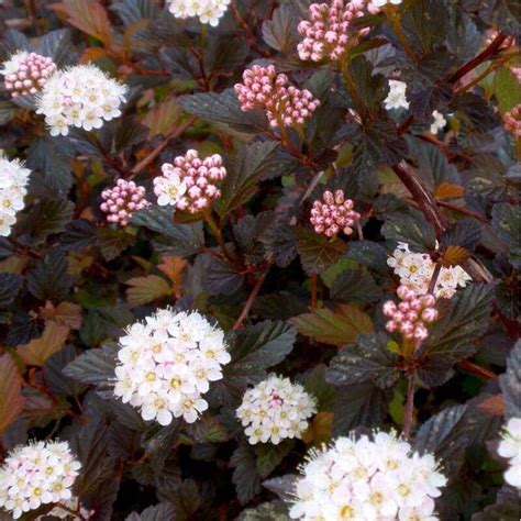 Physocarpus Opulifolius Diabolo Vaso 17