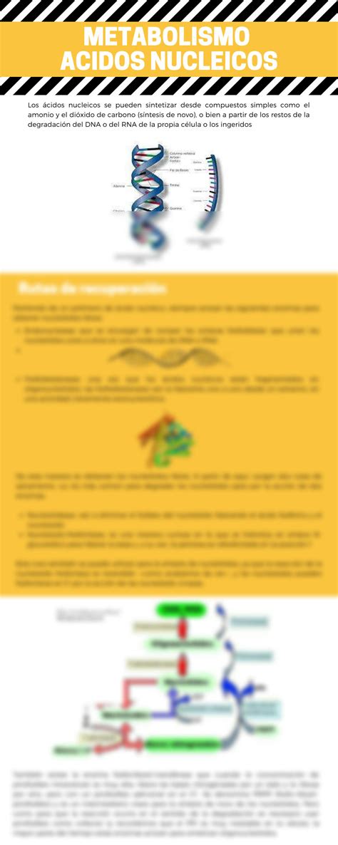 Solution Infografia Acidos Nucleicos Studypool