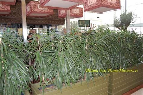 Фикусные посиделки - Страница 2 - Комнатные растения и цветы - Форум на ...