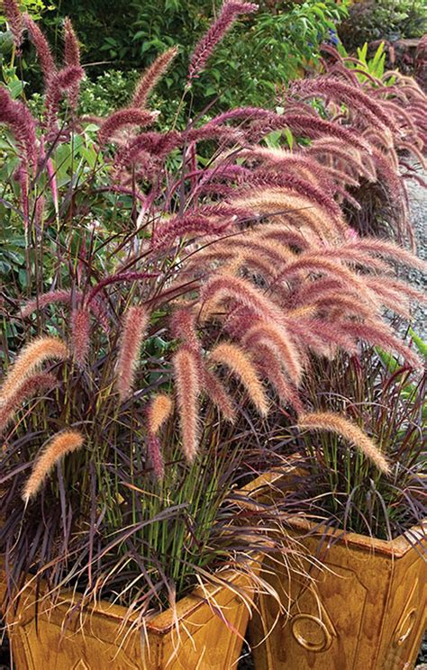 Pennisetum setaceum ‘Rubrum’ | J.C. Bakker & Sons Ltd.