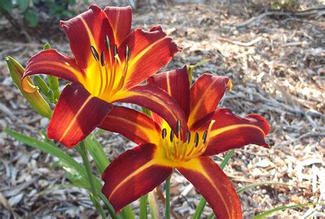 Hemerocallis ‘autumn Red Hotel Ioni