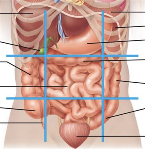 Lab Exam I Abdominopelvic Regions Diagram Quizlet