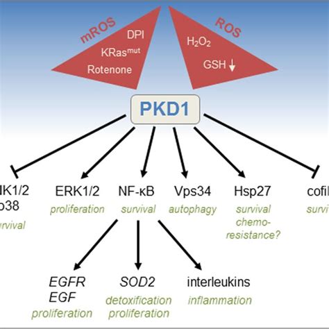 Mitochondrial Reactive Oxygen Species Mros Reactive Oxygen Species