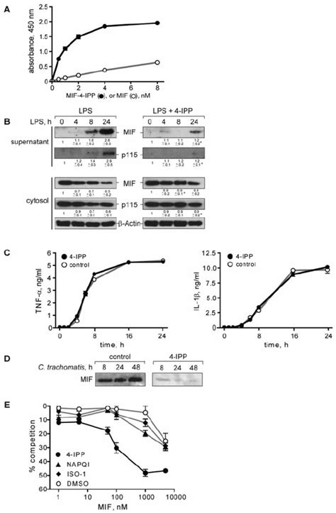 The Small Molecule Inhibitor 4 Ipp Inhibits Mif Release By Targeting