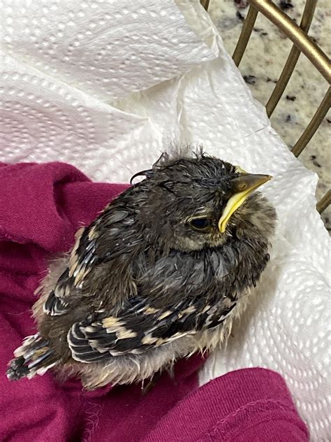 Bird Doesn T Give A Single Fuck BirdsBeingDicks