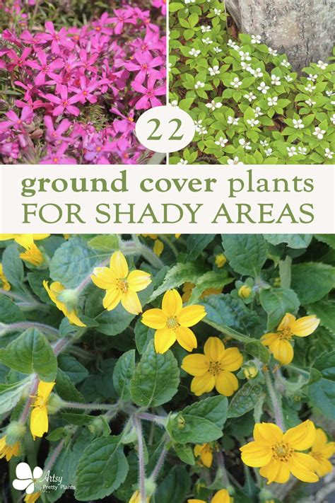 23 Ground Cover Plants For Shade (That Add Texture) - Artsy Pretty Plants